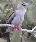 Fou à pieds rouges