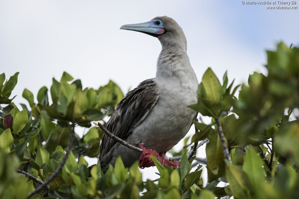 Red-footed Booby