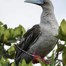 Fou à pieds rouges