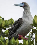 Fou à pieds rouges