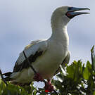 Fou à pieds rouges