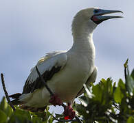 Fou à pieds rouges