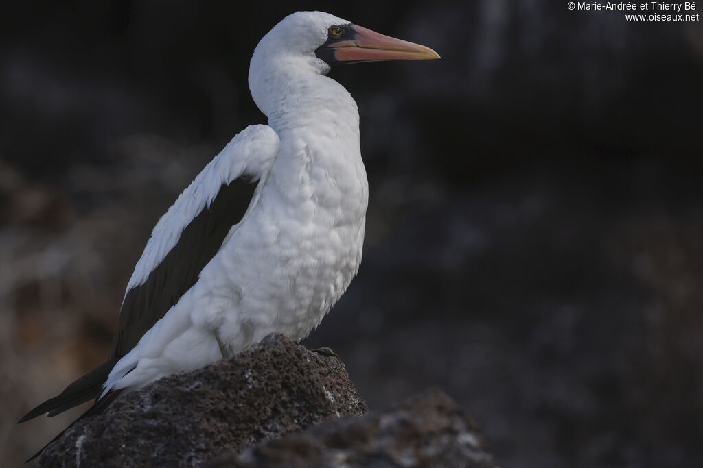 Nazca Booby