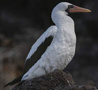 Nazca Booby