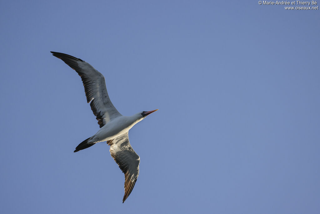 Nazca Booby