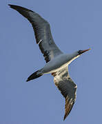 Nazca Booby