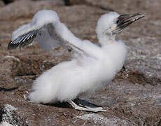 Nazca Booby