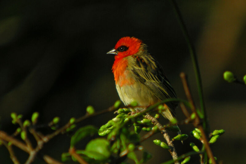 Red Fody male