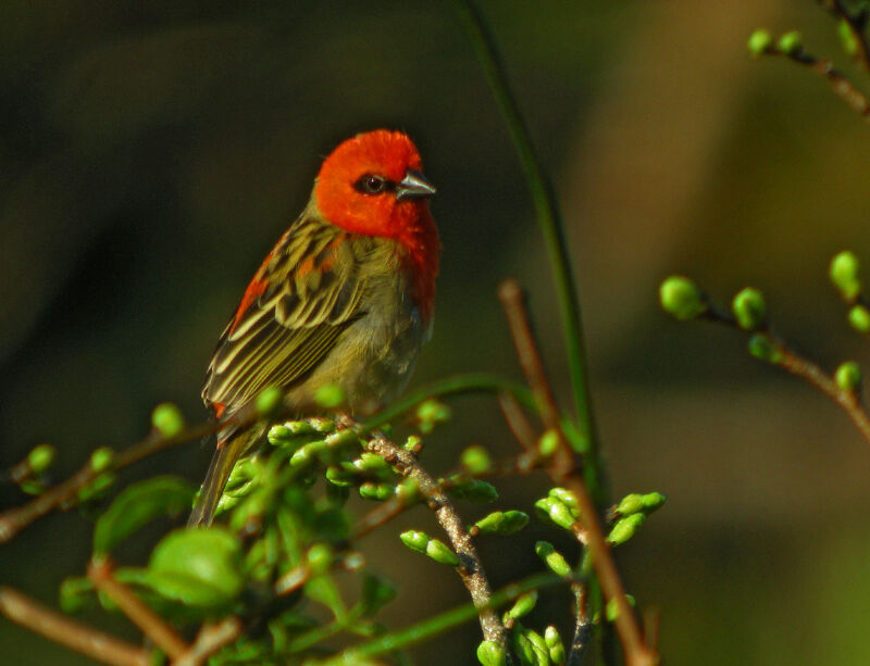 Foudi rouge