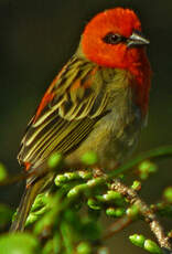 Foudi rouge