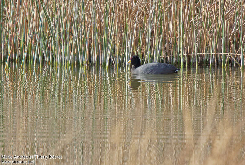 Andean Cootadult, habitat