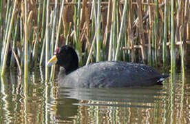 Andean Coot