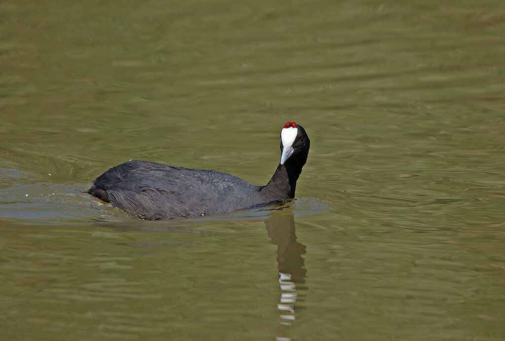 Foulque caronculée