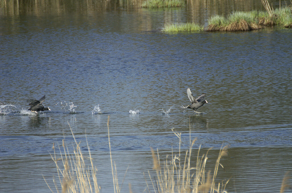 Eurasian Coot