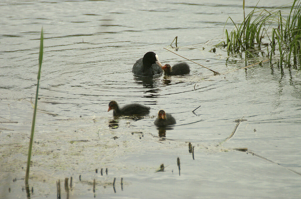 Eurasian Coot