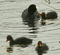 Eurasian Coot