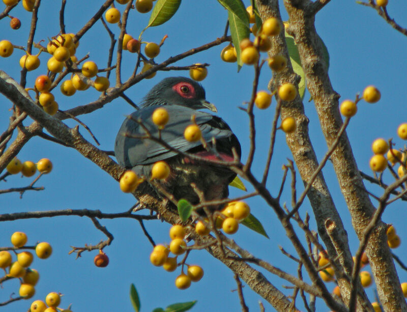 Madagascan Blue Pigeon