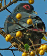 Madagascan Blue Pigeon