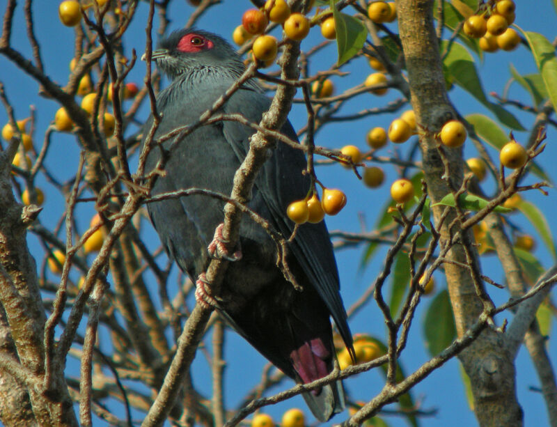 Madagascar Blue Pigeon