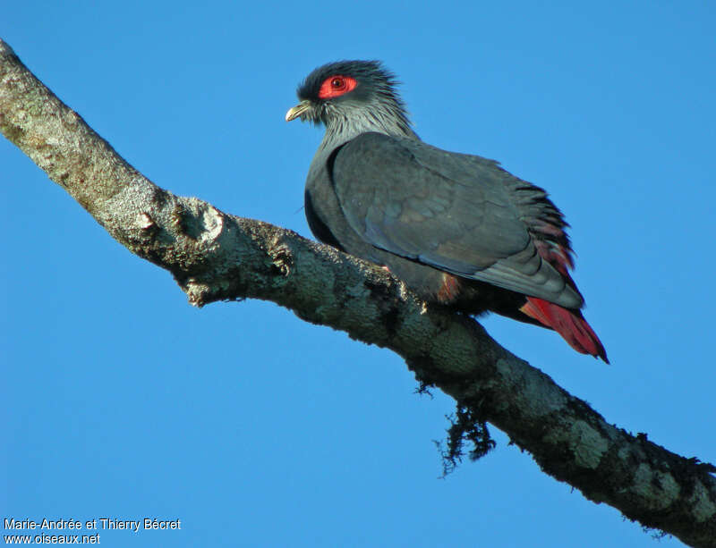 Madagascar Blue Pigeon, identification