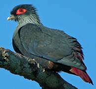 Madagascan Blue Pigeon