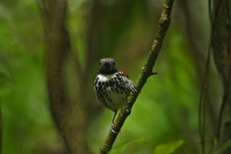 Spotted Antbird