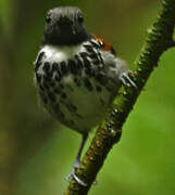 Spotted Antbird