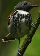 Spotted Antbird