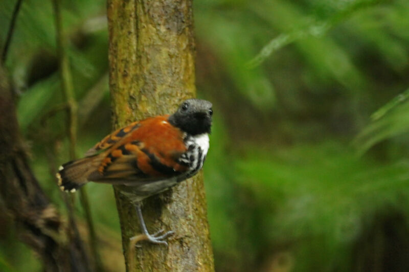 Spotted Antbird