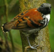 Spotted Antbird