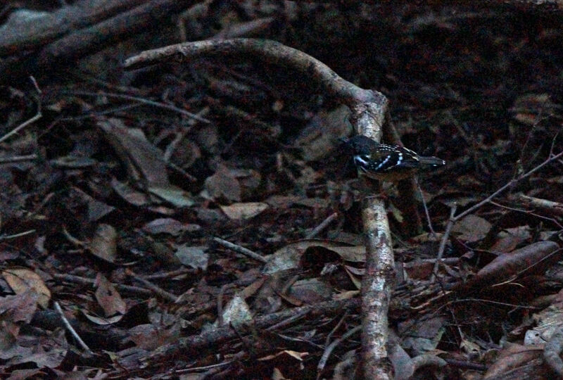 Spot-backed Antbird