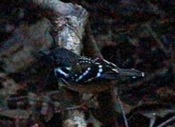 Spot-backed Antbird