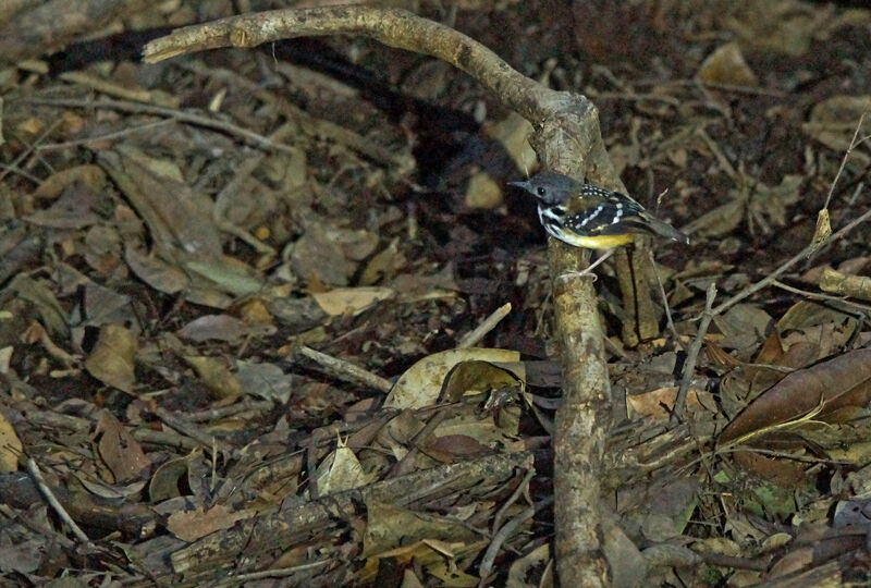 Spot-backed Antbird