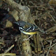 Spot-backed Antbird