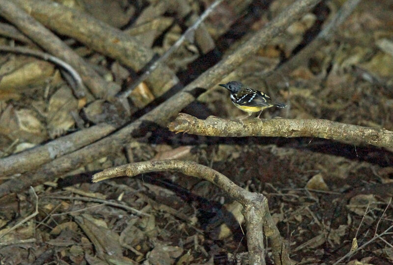 Spot-backed Antbird