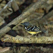 Spot-backed Antbird