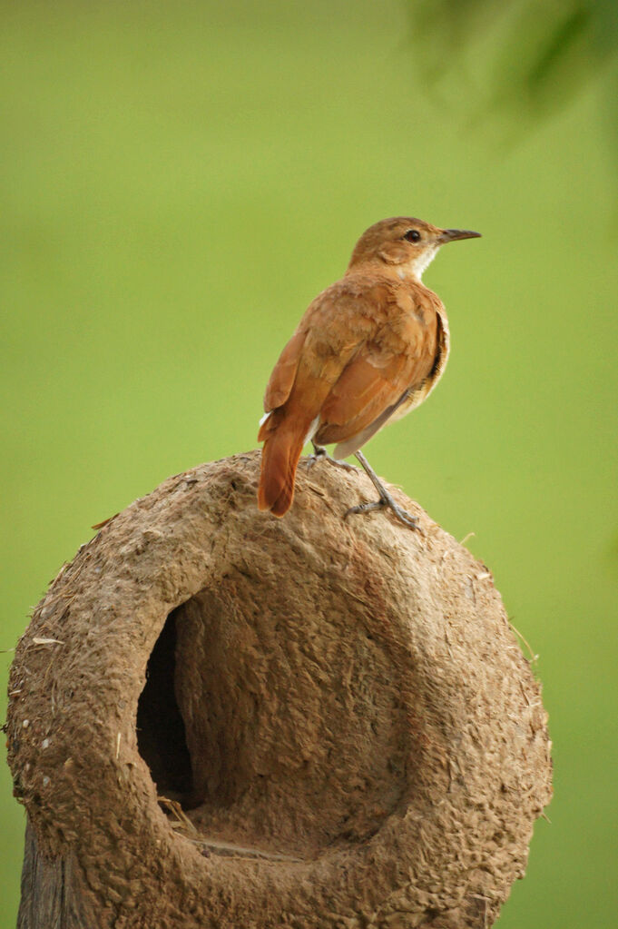 Rufous Hornero