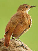 Rufous Hornero