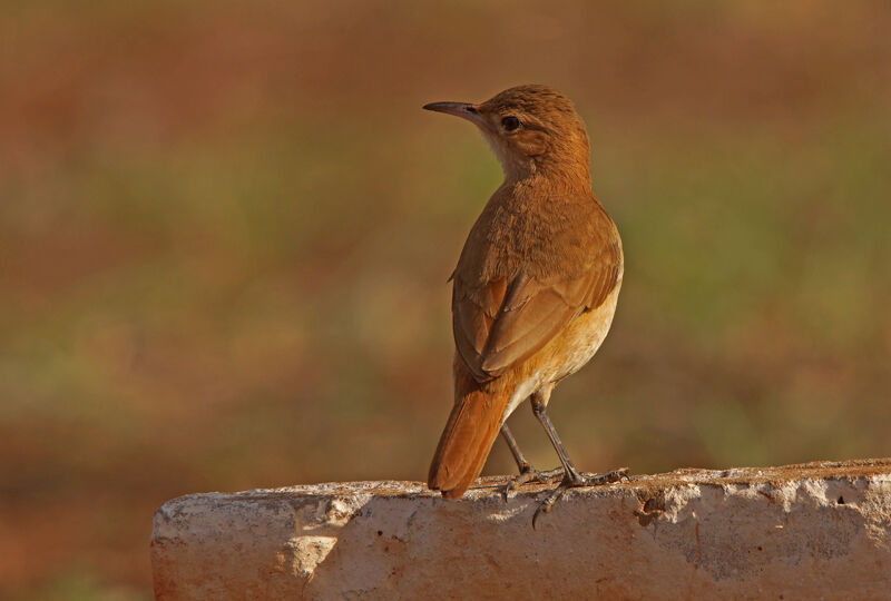 Rufous Hornero