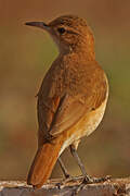 Rufous Hornero