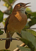 Rufous Hornero