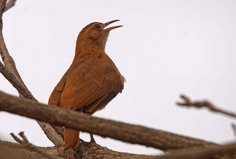 Rufous Hornero