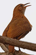 Rufous Hornero