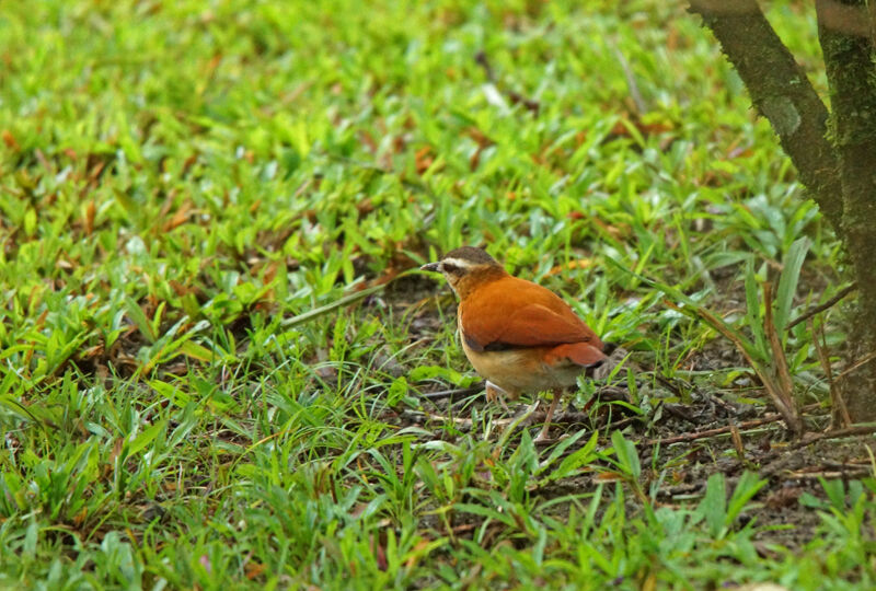 Pale-legged Hornero