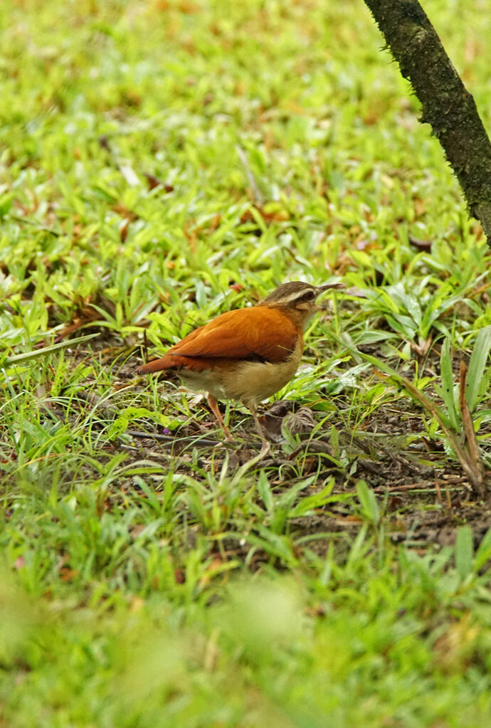 Pale-legged Hornero