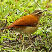 Pale-legged Hornero