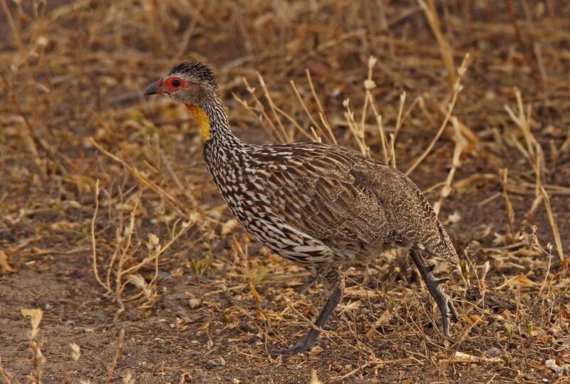 Yellow-necked Spurfowl