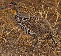 Francolin à cou jaune