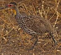 Francolin à cou jaune