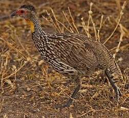 Francolin à cou jaune